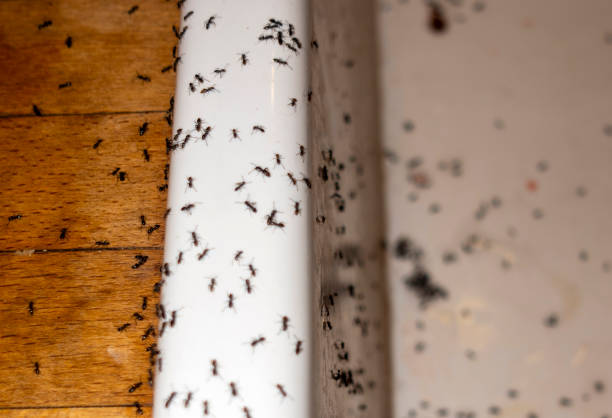 Best Termite Control Services  in Enterprise, NV